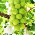 All Season Grape Seeds- 20 Pcs Seeds. 