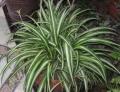 Spider plant ( Indoor plant ). 