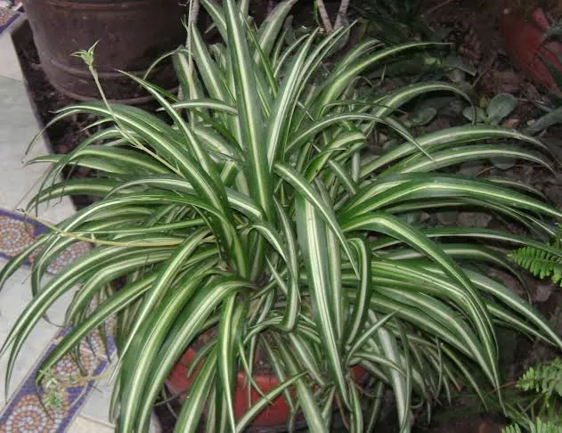 Spider%20plant%20(%20Indoor%20plant%20)%20-%20Image%204