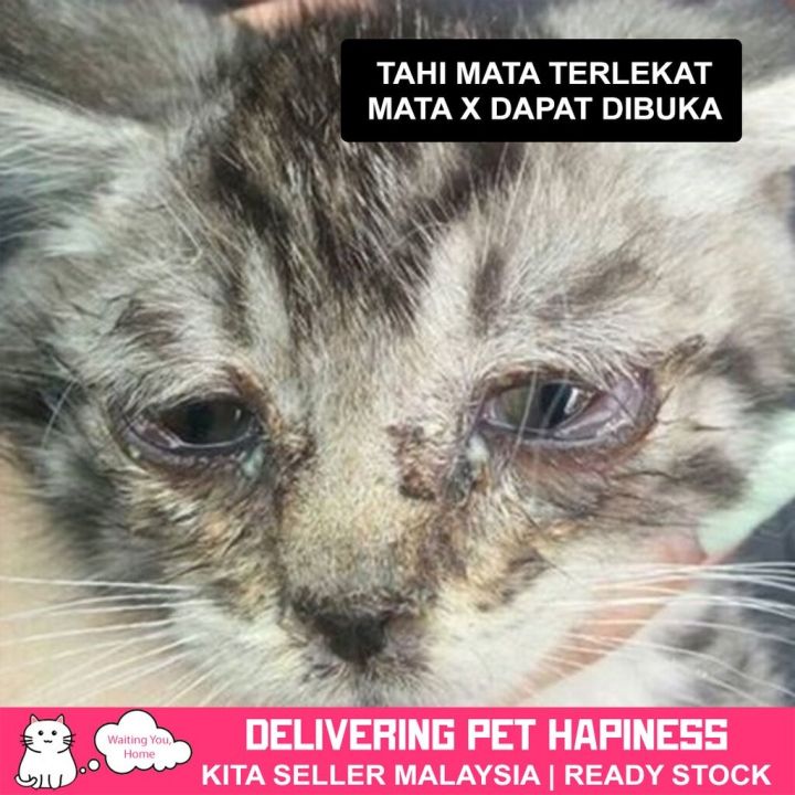 CATEYE%20Ubat%20Sakit%20Mata%20untuk%20Anak%20Kucing%20Cat%20Eye%20Drop%20Ubat%20Mata%20Kucing%20Bengkak%20%E7%8C%AB%E5%92%AA%E7%9C%BC%E8%8D%AF%E6%B0%B4%20Ubat%20Titis%20Mata%20Kucing%20Berair%20yang%20Mujarab%20Terbaik%20-%20Image%204
