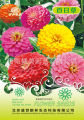 Zinnia Flower Seeds, Imported Intake Packet - 1 packet.