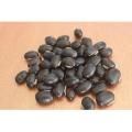 Alkushi Seeds - 1 kg. 