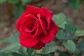 All Season Organic Red Coloer Roses Flower Seeds 20 Pcs Seeds. 