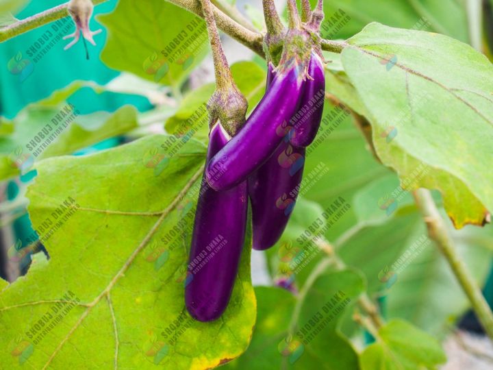 Top%20Selling%20Growth%20786%20Soluboron%20Fertilizer%20-%20100gm%20-%20Image%203