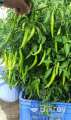 All Season Bijlee Chili Seeds 60 Pices/Hot Chili/Chili Seeds. 