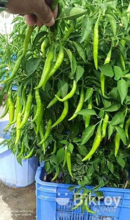 All%20Season%20Bijlee%20Chili%20Seeds%2060%20Pices/Hot%20Chili/Chili%20Seeds%20-%20Image%205