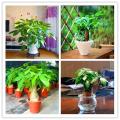 Dieffen bachia bonsai Home Money Tree plant Rare Indoor Bonsai Plantas Garden Pot bonsai Perennial Lucky Bonsais Plant. 