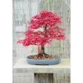 Mini Red Maple Tree Bonsai garden DIY Bonsai Maple Tree-15 Pcs SEEDS. 