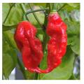 Indian Ghost Pepper Seeds Chili Seeds Vegetable (বীজ). 