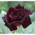Global Red Night Black Roses Flower Seeds - 30+ Pcs Seeds. 