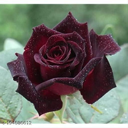 Global%20Red%20Night%20Black%20Roses%20Flower%20Seeds%20-%2030+%20Pcs%20Seeds%20-%20Image%202