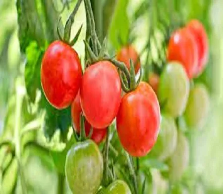 Cherry%20Tomato%20Red%20Color-%2040%20pcs%20Seed%20F1%20Hybrid%20-%20Image%203