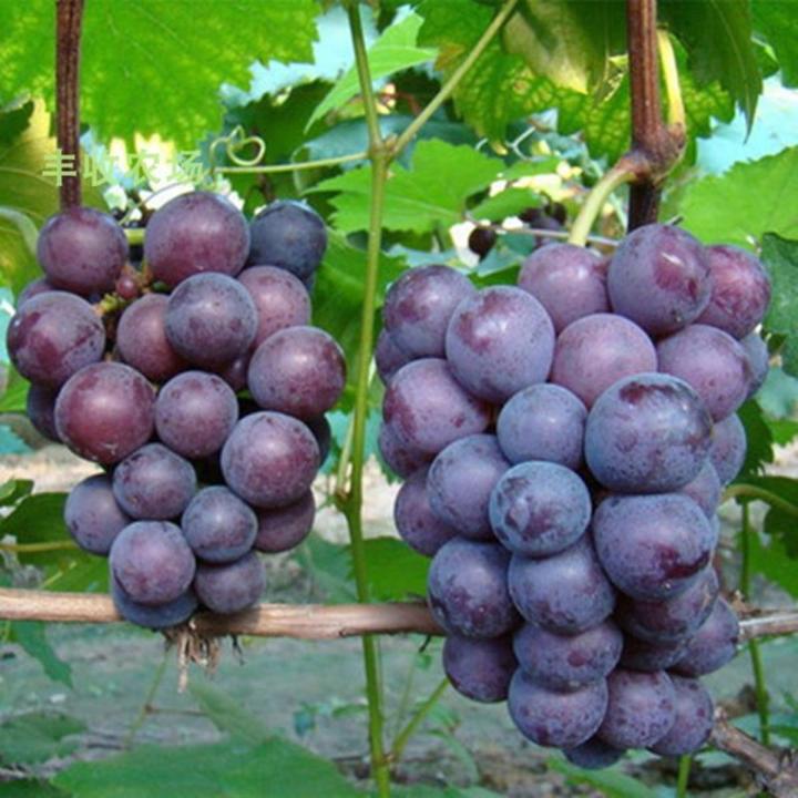 intake pack black grape seeds 15 pcs | Daraz.com.bd