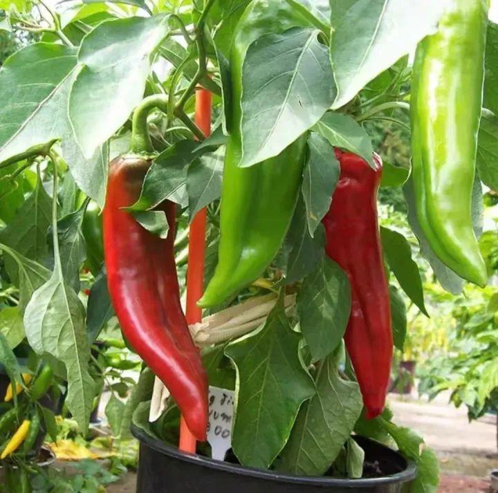 Thai%20Spicy%20Green%20Banana%20Chili%20Seeds%20-%2033+%20Seeds%20-%20Image%204