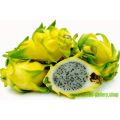 15+ Pc Yellow Pitaya Dragon Fruit Tree Plant Seeds. 