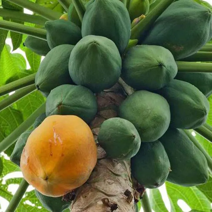 (All%20Season)%20Organic%20Papaya%20Fruit%20Seeds-%2010%20Pcs%20Seeds%20-%20Image%204