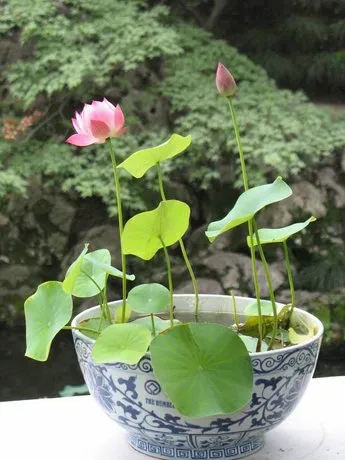 Highly%20Vital%20-%20Opulence%20at%20Its%20Best%20-%20Poddo%20flower%205%20picet,%20Jol%20Poddo%20Ful%20/%20Lotus%20Flower%20Seeds%20-%20Tools,%20DIY%20&%20Outdoor%20-%20Must%20Have%20-%20Image%205