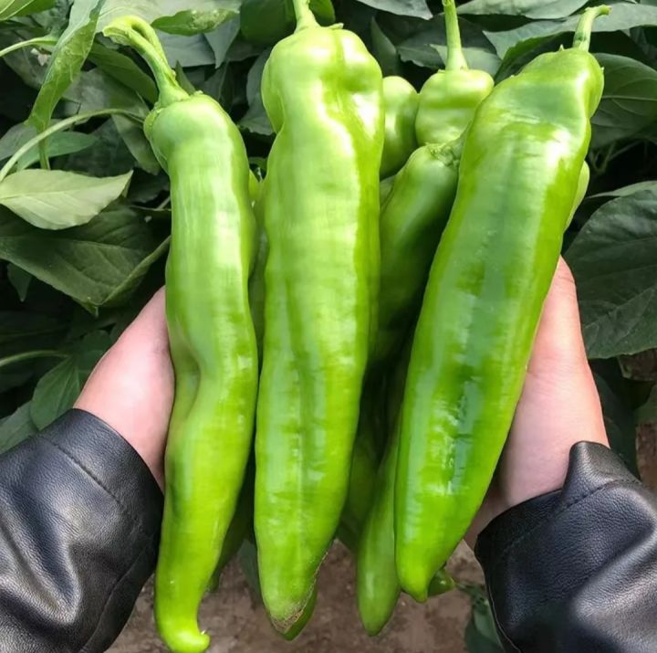 Thai%20Spicy%20Green%20Banana%20Chili%20Seeds%20-%2033+%20Seeds%20-%20Image%203