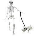 165cm Halloween Skeleton Skeleton Decoration Lightweight Realistic Poseable Simulated Skeleton Skeleton Full Size Halloween. 