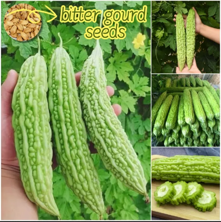 All%20Season%20Hybrid%20Korola%20(Bitter%20Gourd)%20Seeds%20-%2010+%20Seeds%20-%20Image%202