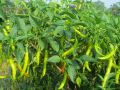 All Season Chili Seeds (20 seeds)মরিচের বীজ.