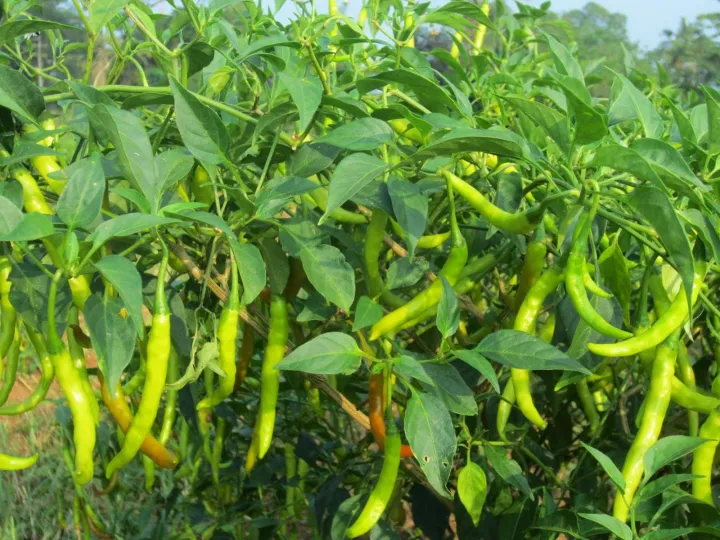 All%20Season%20Chili%20Seeds%20(20%20seeds)%E0%A6%AE%E0%A6%B0%E0%A6%BF%E0%A6%9A%E0%A7%87%E0%A6%B0%20%E0%A6%AC%E0%A7%80%E0%A6%9C%20-%20Image%204