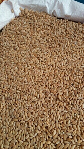 Organic%20Wheat%20Grain%20(%E0%A6%97%E0%A6%AE%E0%A7%87%E0%A6%B0%20%E0%A6%A6%E0%A6%BE%E0%A6%A8%E0%A6%BE%20)%201Kg%20-%20Image%204