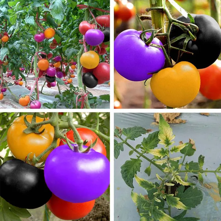 20%20Pcs%20Global%20Colourful%20Rainbow%20Tomato%20Fruit%20Bonsai%20Seeds%20-%20Image%202