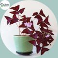 Oxalis Wood Sorrel Flower Purple Shamrock Seeds - 50 Pcs Seeds.