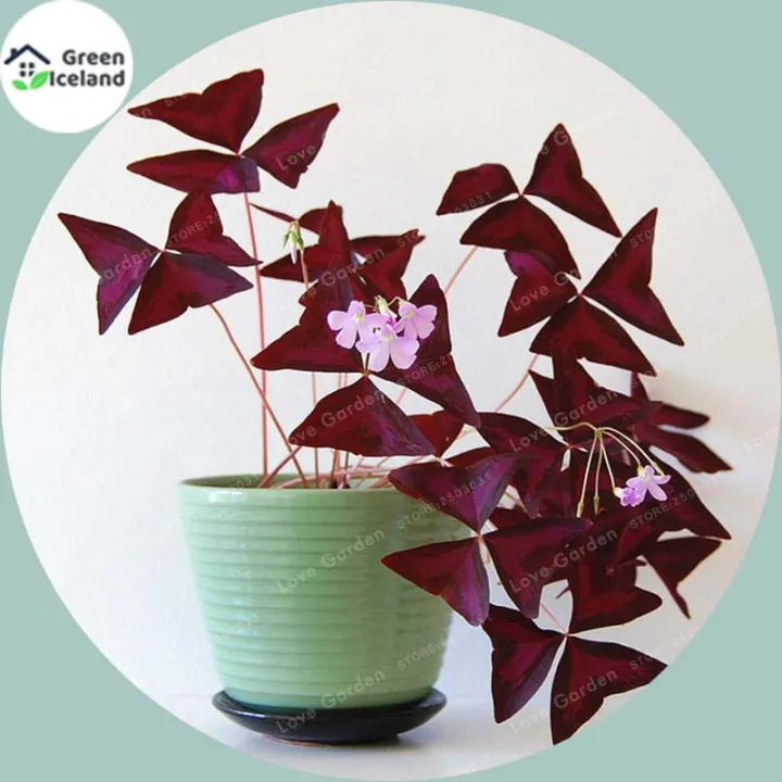 Oxalis%20Wood%20Sorrel%20Flower%20Purple%20Shamrock%20Seeds%20-%2050%20Pcs%20Seeds%20-%20Image%203
