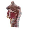 Human Anatomical Nasal Cavity Throat Anatomy Model For Science Classroom Study Display Teaching Model. 