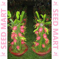 Hybrid dragon fruits seeds 12 pice + gift. 