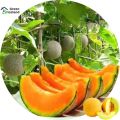 All Season Dwarf Mini Sweet Melon Seeds - 5 Pcs Seeds. 