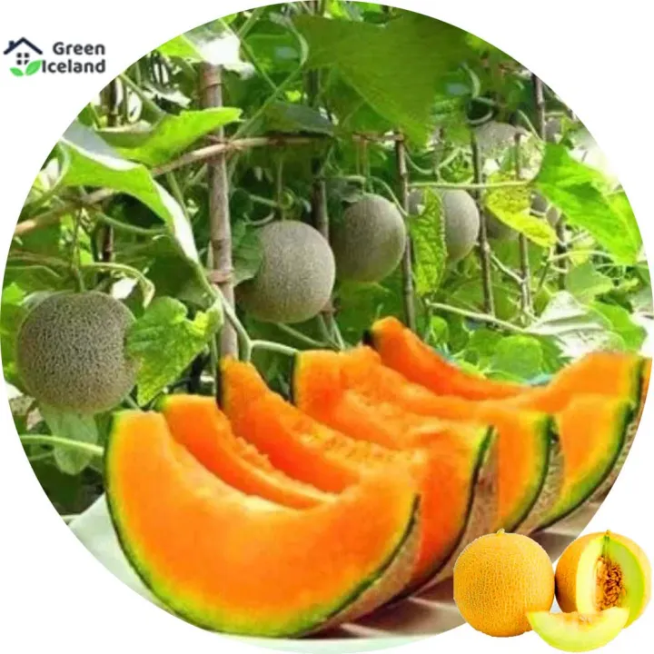 All%20Season%20Dwarf%20Mini%20Sweet%20Melon%20Seeds%20-%205%20Pcs%20Seeds%20-%20Image%203