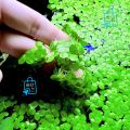 Aquarium Live Plant Aquarium Floating Plants Duckweed Aquarium plant for Fish tank, Guppy Tank Or Pound (30 Pieces).