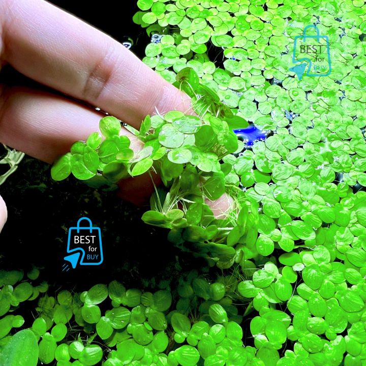 Aquarium Live Plant Aquarium Floating Plants Duckweed Aquarium plant for Fish tank, Guppy Tank Or Pound (30 Pieces)