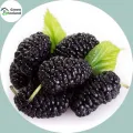 Black Mulberry Seeds - 30 Pcs Seeds (Global Seeds). 