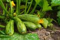 Squash Seed 10 pcs Hybrid - Mix Color - স্কোয়াশ বীজ. 