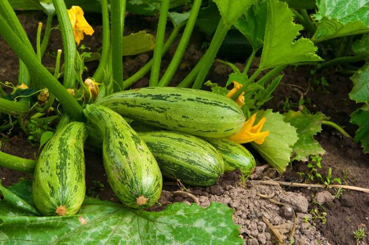 Squash%20Seed%2010%20pcs%20Hybrid%20-%20Mix%20Color%20-%20%E0%A6%B8%E0%A7%8D%E0%A6%95%E0%A7%8B%E0%A7%9F%E0%A6%BE%E0%A6%B6%20%E0%A6%AC%E0%A7%80%E0%A6%9C%20-%20Image%203
