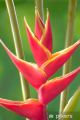 Heliconia Rostrata Flower Seeds (Crab Claws, Hanging Heliconia) - 10 Pcs Seeds.