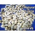 Natural Cowrie Shells -60 ps gift item. 