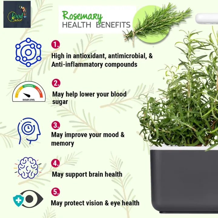 Rosemary%20Dried%20Leaves%20For%20Hair%20Growth%20&%20Rosemary%20Leaf%20Tea%20-50g%20-%20Image%202