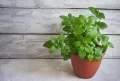 Mint / Pudia Seedd 25+ pcs Seed - পুদিনা পাতা বীজ - ২৫+ টি.