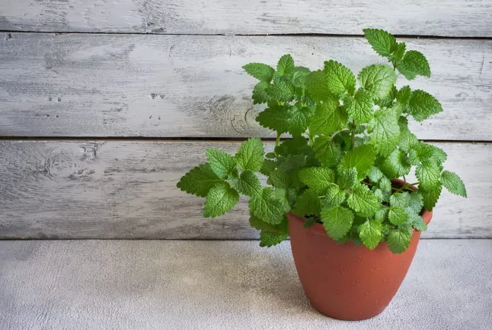 Mint%20/%20Pudia%20Seedd%2025+%20pcs%20Seed%20-%20%E0%A6%AA%E0%A7%81%E0%A6%A6%E0%A6%BF%E0%A6%A8%E0%A6%BE%20%E0%A6%AA%E0%A6%BE%E0%A6%A4%E0%A6%BE%20%E0%A6%AC%E0%A7%80%E0%A6%9C%20-%20%20%E0%A7%A8%E0%A7%AB+%20%E0%A6%9F%E0%A6%BF%20-%20Image%204