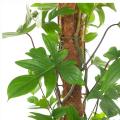 Coconut Coir Pole/ Grow Strick / Coco Pole 24".