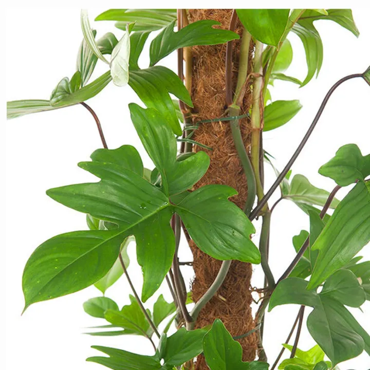 Coconut%20Coir%20Pole/%20Grow%20Strick%20/%20Coco%20Pole%2024"%20-%20Image%204