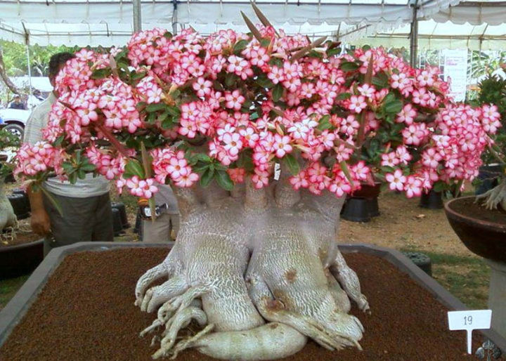 Adenium%20Flower%20Bonsai%20Small%20Plant%20-%2001%20pcs%20Mixed%20Color%20Flower%204%20Month%20Age%20Plant%20-%20Image%209