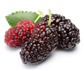 Hybrid Sweet Malberry Fruits Seeds -20+ Pcs Seeds. 