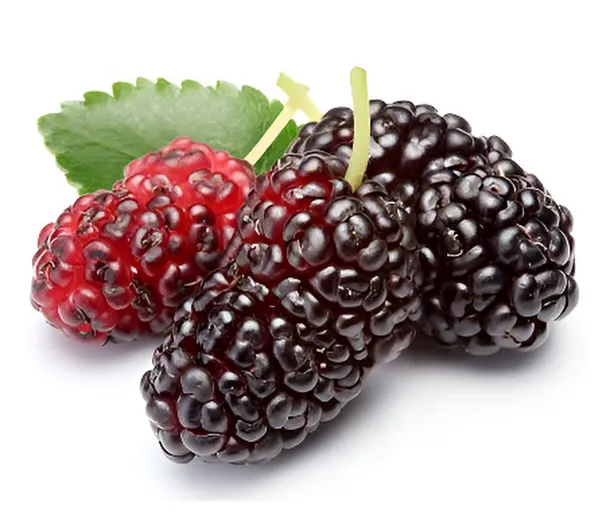 Hybrid%20Sweet%20Malberry%20Fruits%20Seeds%20-20+%20Pcs%20Seeds%20-%20Image%205
