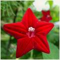 Kunjolota Flowers Hybrid Seeds 20 Pices + Gift.